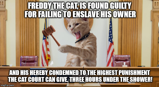 Judge Kitty | FREDDY THE CAT, IS FOUND GUILTY FOR FAILING TO ENSLAVE HIS OWNER; AND HIS HEREBY CONDEMNED TO THE HIGHEST PUNISHMENT THE CAT COURT CAN GIVE. THREE HOURS UNDER THE SHOWER! | image tagged in judge kitty | made w/ Imgflip meme maker