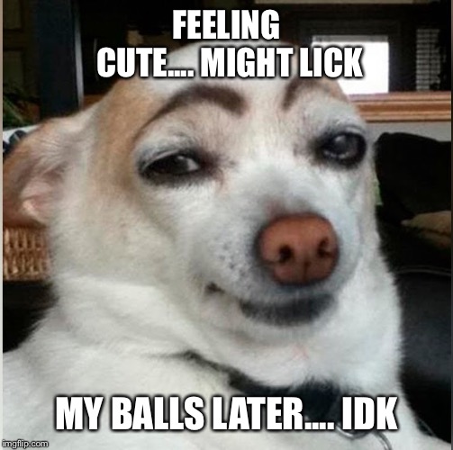 FEELING CUTE.... MIGHT LICK; MY BALLS LATER.... IDK | image tagged in dogs | made w/ Imgflip meme maker