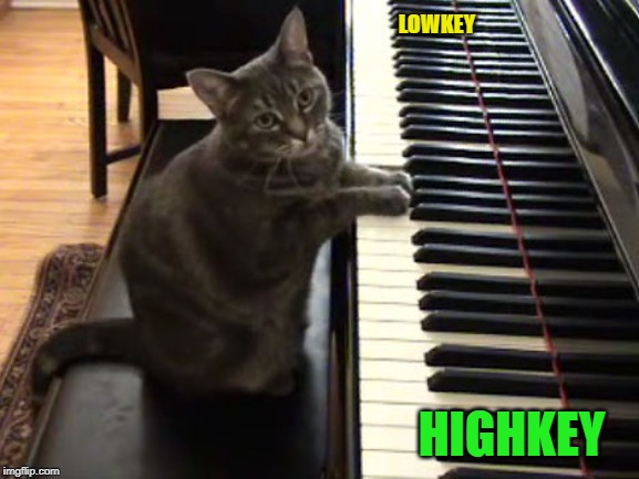 cat piano | LOWKEY HIGHKEY | image tagged in cat piano | made w/ Imgflip meme maker