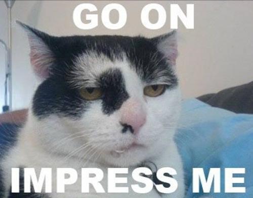 image tagged in cats,animals