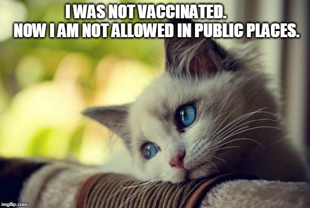 First World Problems Cat Meme | I WAS NOT VACCINATED.       NOW I AM NOT ALLOWED IN PUBLIC PLACES. | image tagged in memes,first world problems cat | made w/ Imgflip meme maker