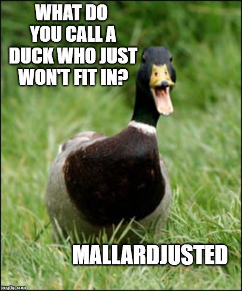 Happy Duck | WHAT DO YOU CALL A DUCK WHO JUST WON'T FIT IN? MALLARDJUSTED | image tagged in happy duck | made w/ Imgflip meme maker