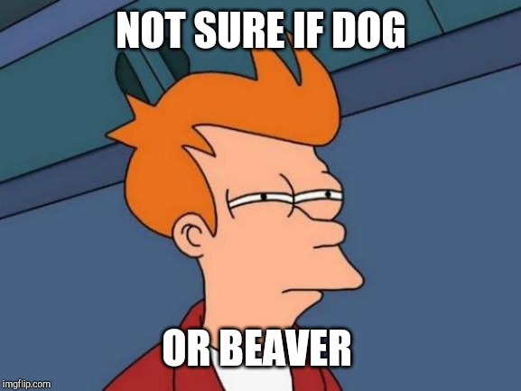 Futurama Fry Meme | NOT SURE IF DOG OR BEAVER | image tagged in memes,futurama fry | made w/ Imgflip meme maker