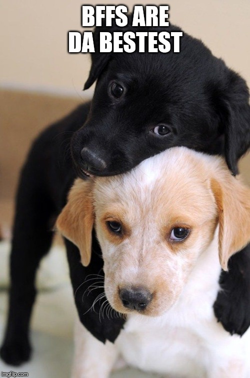 Puppy love  | BFFS ARE DA BESTEST | image tagged in puppy love | made w/ Imgflip meme maker