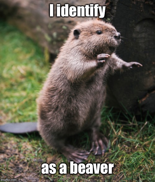 Beaver | I identify as a beaver | image tagged in beaver | made w/ Imgflip meme maker