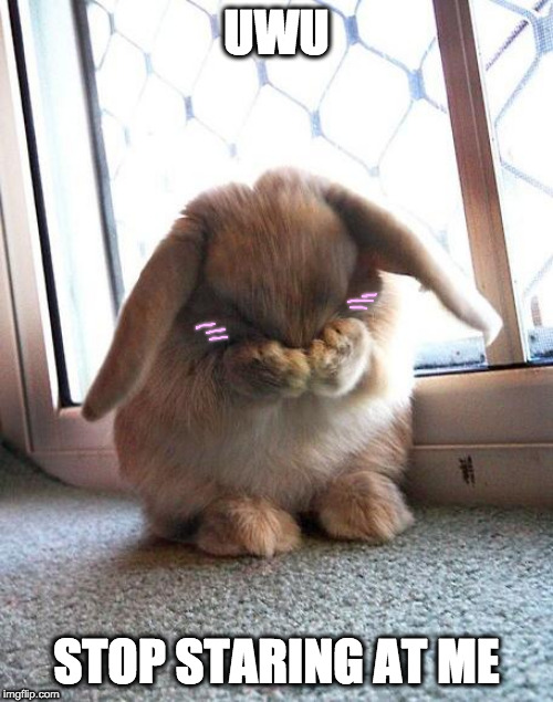 embarrassed bunny | UWU; STOP STARING AT ME | image tagged in embarrassed bunny | made w/ Imgflip meme maker