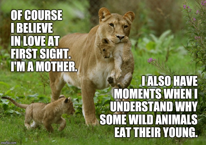 Little Buggers | OF COURSE I BELIEVE IN LOVE AT FIRST SIGHT.  I'M A MOTHER. I ALSO HAVE MOMENTS WHEN I UNDERSTAND WHY SOME WILD ANIMALS EAT THEIR YOUNG. | image tagged in lioness carrying cub,parenting,exhausted,kids these days,funny kids,memes | made w/ Imgflip meme maker