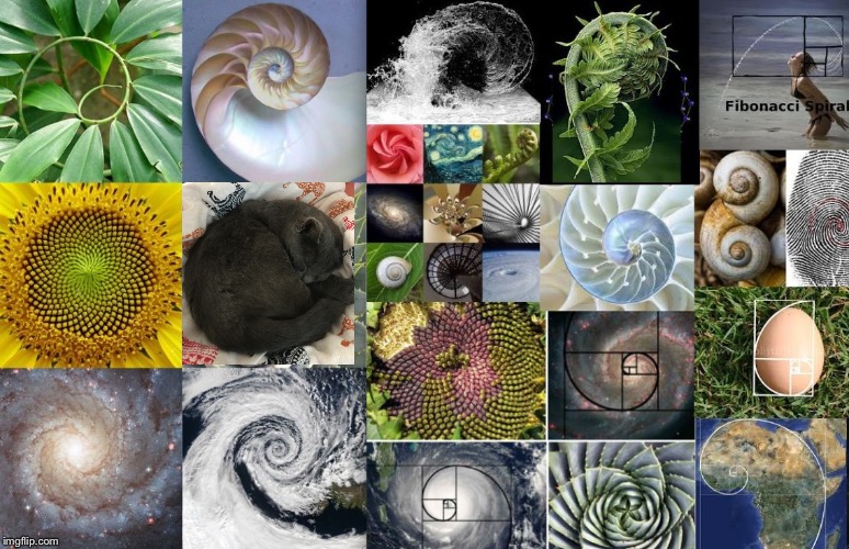 image tagged in golden ratio spirals | made w/ Imgflip meme maker