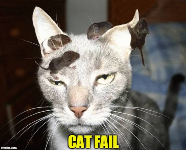 fail | CAT FAIL | image tagged in cats | made w/ Imgflip meme maker
