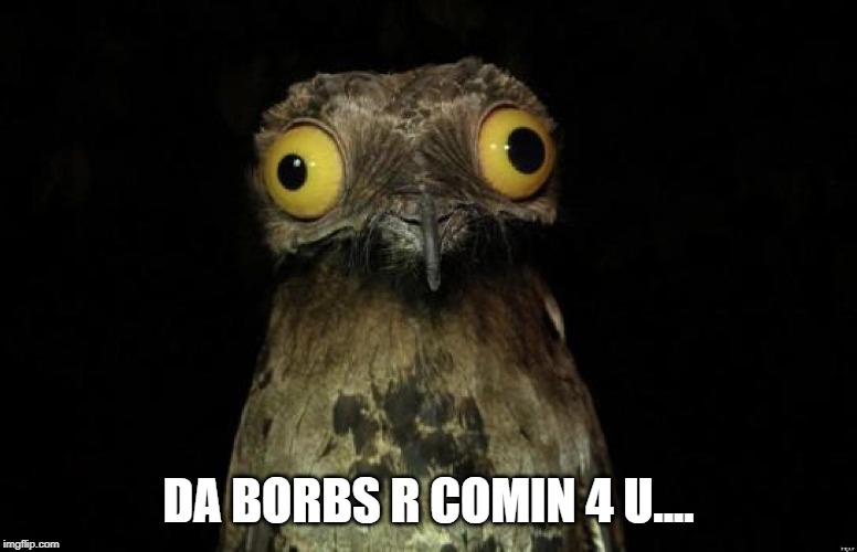 Birb | DA BORBS R COMIN 4 U.... | image tagged in birb | made w/ Imgflip meme maker