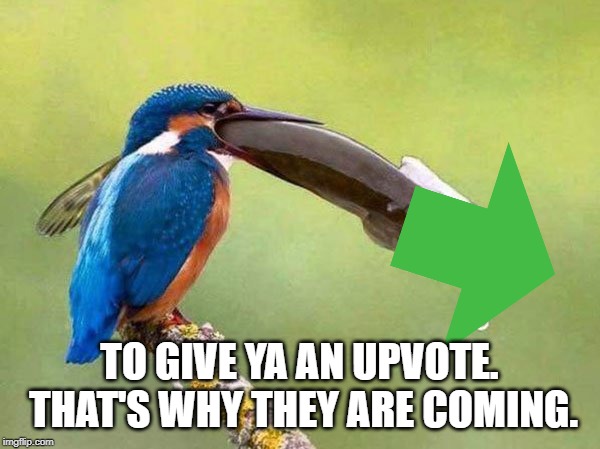 Fishing Birb | TO GIVE YA AN UPVOTE. THAT'S WHY THEY ARE COMING. | image tagged in fishing birb | made w/ Imgflip meme maker