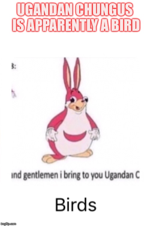 Why is this a thing | UGANDAN CHUNGUS IS APPARENTLY A BIRD | image tagged in ugandan knuckles,big chungus,fusion | made w/ Imgflip meme maker