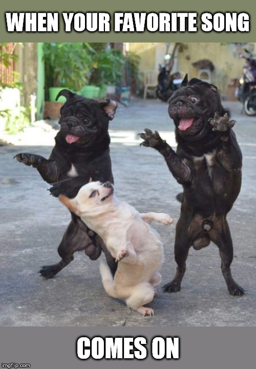 Happy Dance Dog Meme