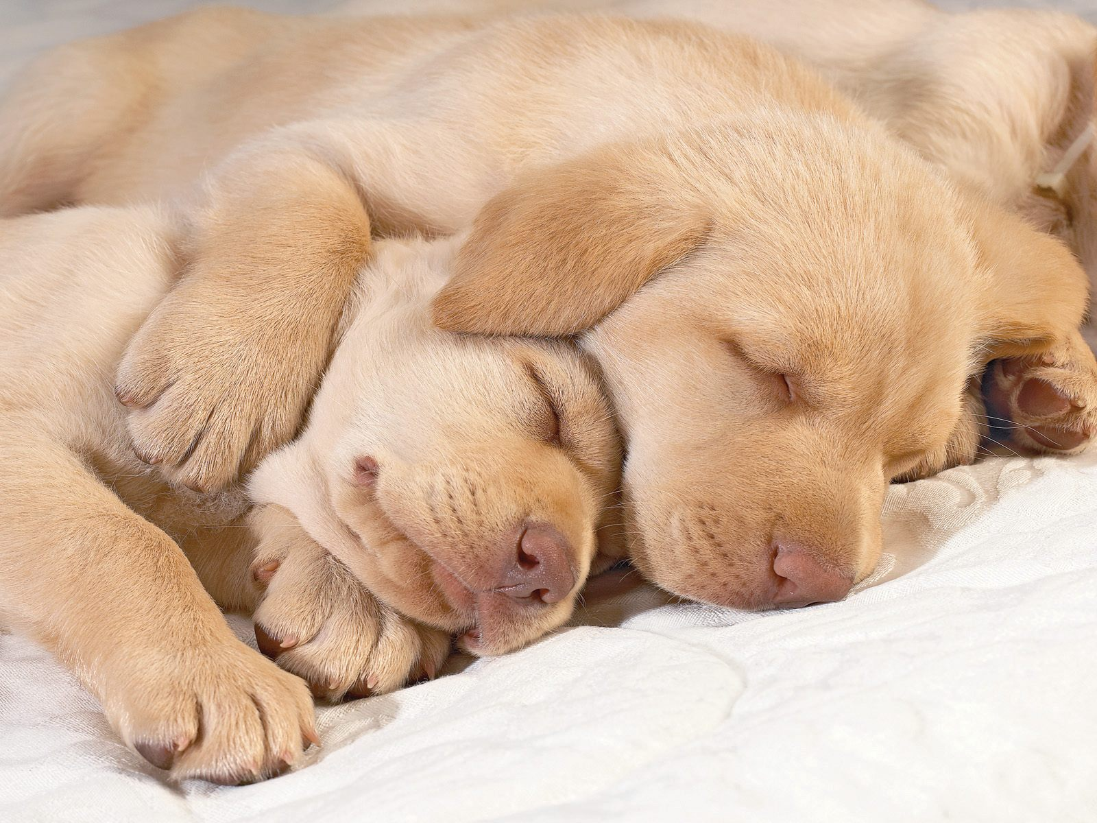 cute puppies resting Blank Meme Template