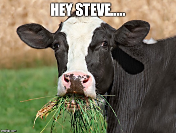 Cow Eat Grass | HEY STEVE..... | image tagged in cow eat grass | made w/ Imgflip meme maker