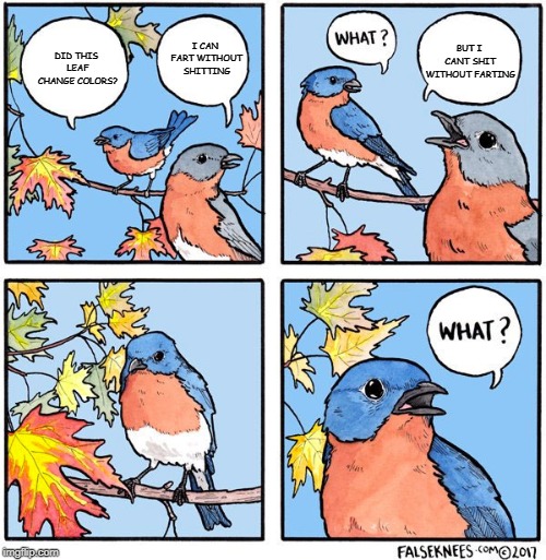 What bird | BUT I CANT SHIT WITHOUT FARTING; I CAN FART WITHOUT SHITTING; DID THIS LEAF CHANGE COLORS? | image tagged in what bird | made w/ Imgflip meme maker