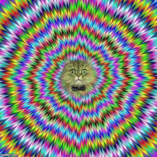 image tagged in cats,optical illusion | made w/ Imgflip meme maker