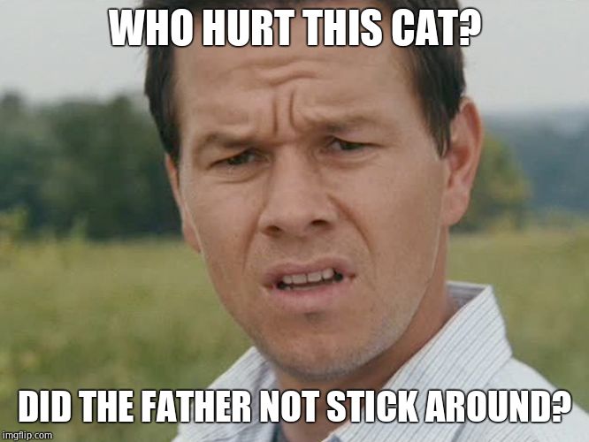 Huh  | WHO HURT THIS CAT? DID THE FATHER NOT STICK AROUND? | image tagged in huh | made w/ Imgflip meme maker