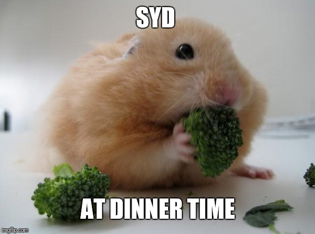 Broccoli Hamster | SYD AT DINNER TIME | image tagged in broccoli hamster | made w/ Imgflip meme maker