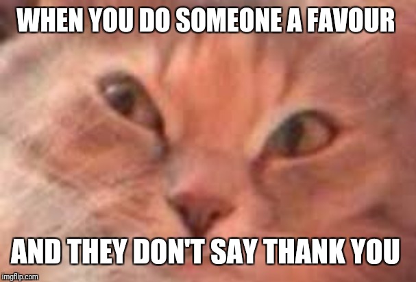Triggered Cat | WHEN YOU DO SOMEONE A FAVOUR; AND THEY DON'T SAY THANK YOU | image tagged in triggered cat | made w/ Imgflip meme maker