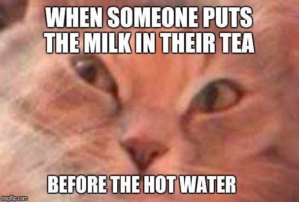 Triggered Cat | WHEN SOMEONE PUTS THE MILK IN THEIR TEA; BEFORE THE HOT WATER | image tagged in triggered cat | made w/ Imgflip meme maker