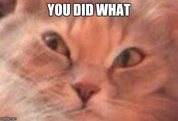 Triggered Cat | YOU DID WHAT | image tagged in triggered cat | made w/ Imgflip meme maker