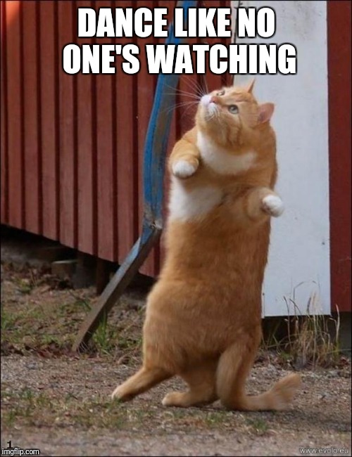 dancing cat | DANCE LIKE NO ONE'S WATCHING | image tagged in dancing cat | made w/ Imgflip meme maker