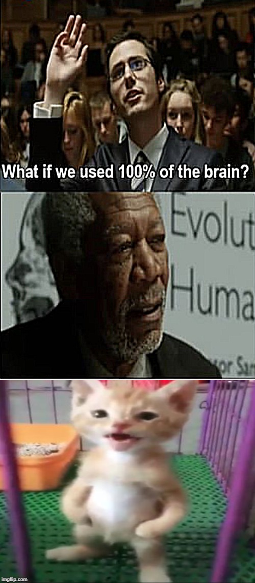 Stupid cat | image tagged in funny,memes,funny meme | made w/ Imgflip meme maker