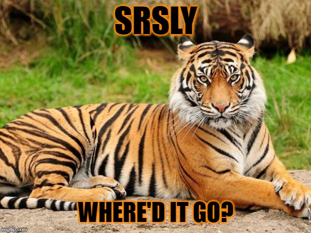 srsly tiger | SRSLY WHERE'D IT GO? | image tagged in srsly tiger | made w/ Imgflip meme maker