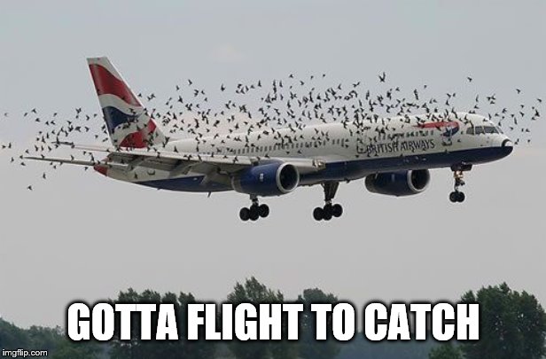 GOTTA FLIGHT TO CATCH | made w/ Imgflip meme maker