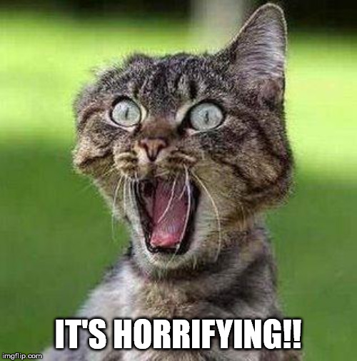 Shocked Cat | IT'S HORRIFYING!! | image tagged in shocked cat | made w/ Imgflip meme maker