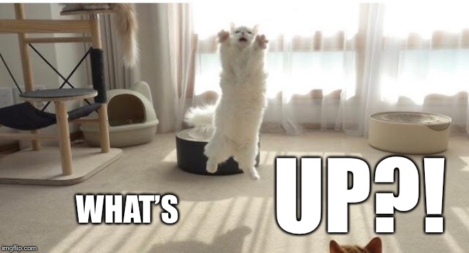 Hey there! | UP?! WHAT’S | image tagged in cats,memes,hey there,what,up | made w/ Imgflip meme maker
