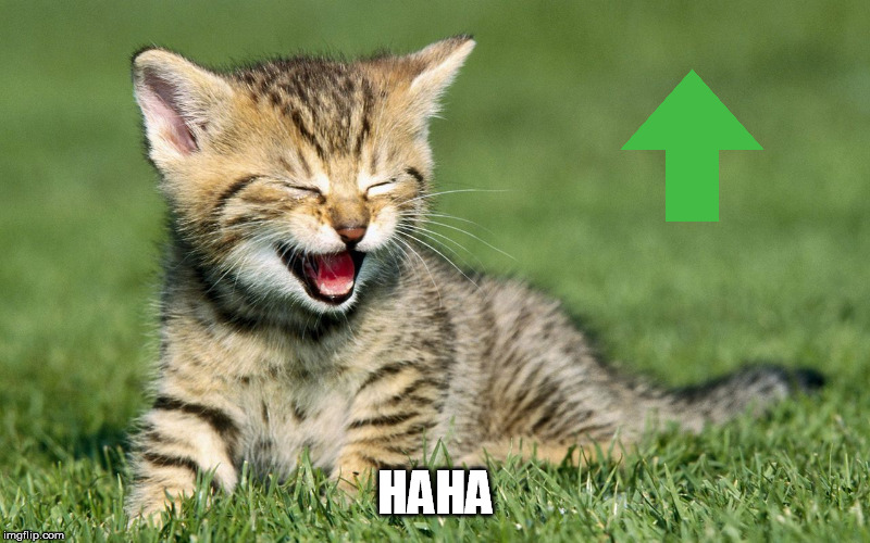 laughing cat | HAHA | image tagged in laughing cat | made w/ Imgflip meme maker