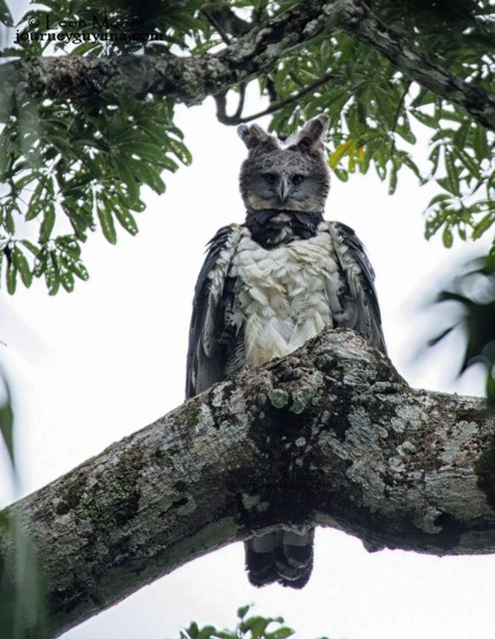 High Quality harpy eagle Blank Meme Template