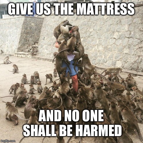 Monkey Swarm | GIVE US THE MATTRESS AND NO ONE SHALL BE HARMED | image tagged in monkey swarm | made w/ Imgflip meme maker