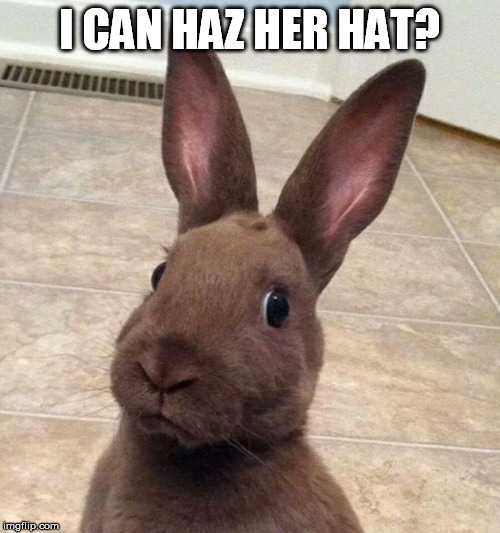 Really? Rabbit | I CAN HAZ HER HAT? | image tagged in really rabbit | made w/ Imgflip meme maker