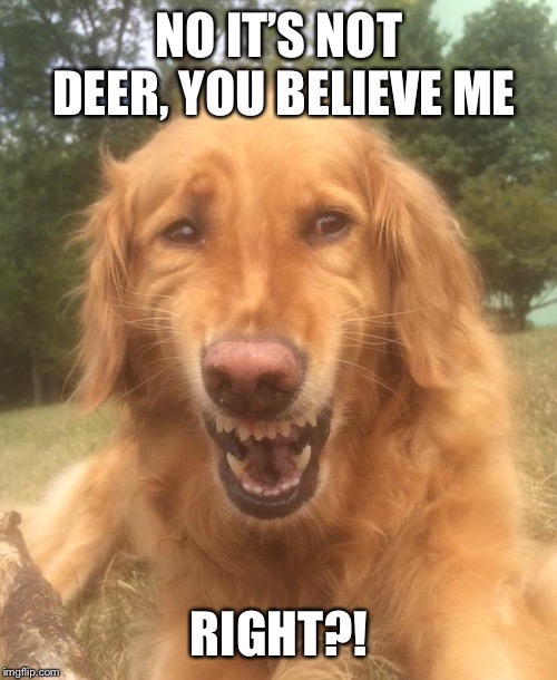 Awkward Smile Dog | NO IT’S NOT DEER, YOU BELIEVE ME RIGHT?! | image tagged in awkward smile dog | made w/ Imgflip meme maker