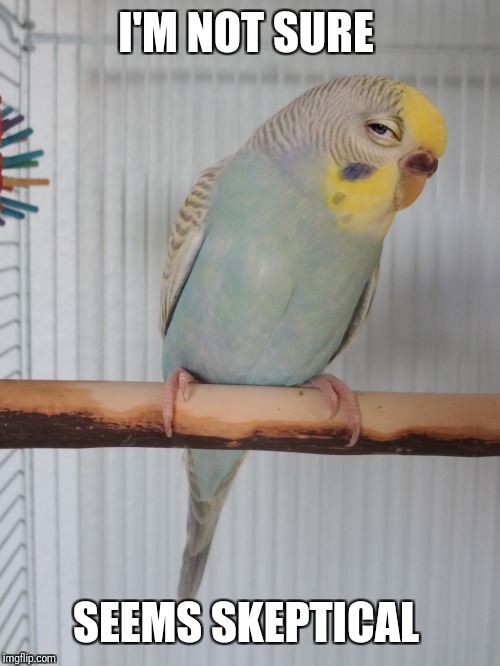 Sceptical Budgie | I'M NOT SURE SEEMS SKEPTICAL | image tagged in sceptical budgie | made w/ Imgflip meme maker