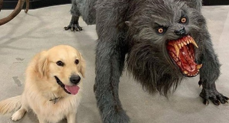 dog next to werewolf Blank Meme Template