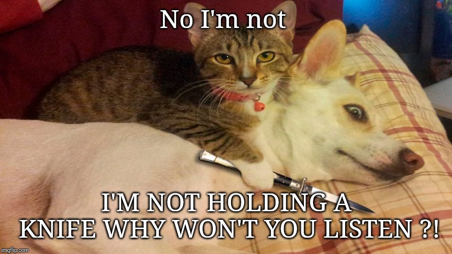 Cats vs dogs | No I'm not; I'M NOT HOLDING A KNIFE WHY WON'T YOU LISTEN ?! | image tagged in cats vs dogs | made w/ Imgflip meme maker