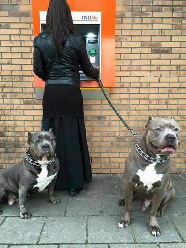 High Quality GUARD DOGS AT ATM Blank Meme Template