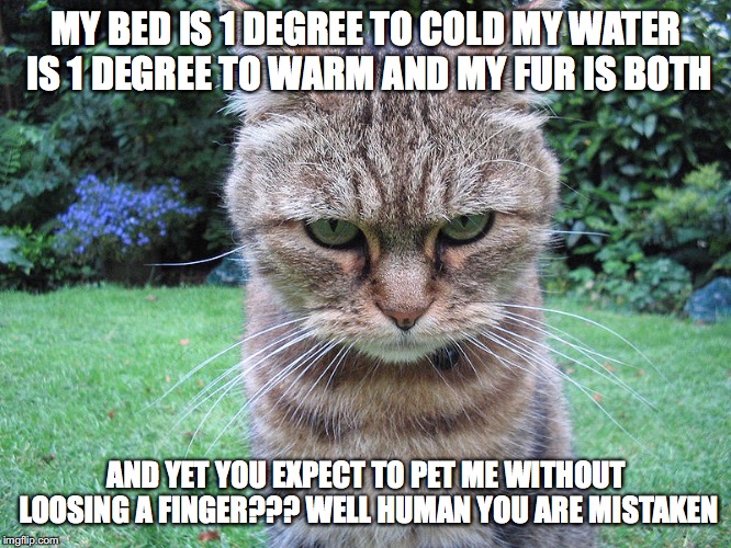 mad cat | MY BED IS 1 DEGREE TO COLD MY WATER IS 1 DEGREE TO WARM AND MY FUR IS BOTH; AND YET YOU EXPECT TO PET ME WITHOUT LOOSING A FINGER??? WELL HUMAN YOU ARE MISTAKEN | image tagged in mad cat | made w/ Imgflip meme maker