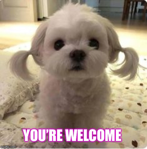 Youre Welcome Meme Dog