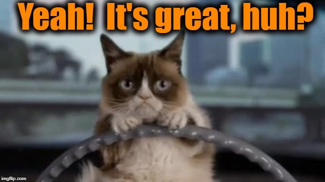 Grumpy cat driving | Yeah!  It's great, huh? | image tagged in grumpy cat driving | made w/ Imgflip meme maker