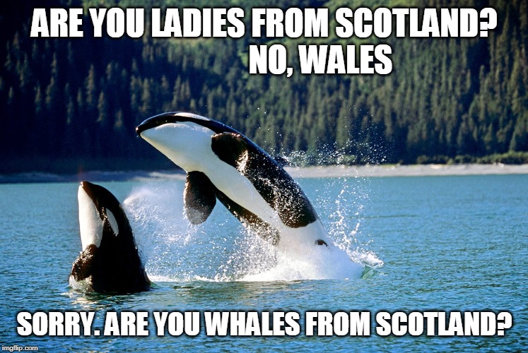 Slapped by a Fluke | ARE YOU LADIES FROM SCOTLAND?                  NO, WALES; SORRY. ARE YOU WHALES FROM SCOTLAND? | image tagged in wales,whales,scotland,puns,be careful | made w/ Imgflip meme maker