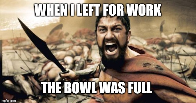 Sparta Leonidas Meme | WHEN I LEFT FOR WORK; THE BOWL WAS FULL | image tagged in memes,sparta leonidas | made w/ Imgflip meme maker