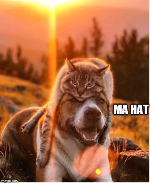 ma hat | MA HAT | image tagged in ma hat | made w/ Imgflip meme maker