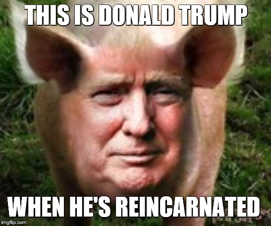This is Donald trump when he dies | THIS IS DONALD TRUMP; WHEN HE'S REINCARNATED | image tagged in memes,donald trump,pig | made w/ Imgflip meme maker