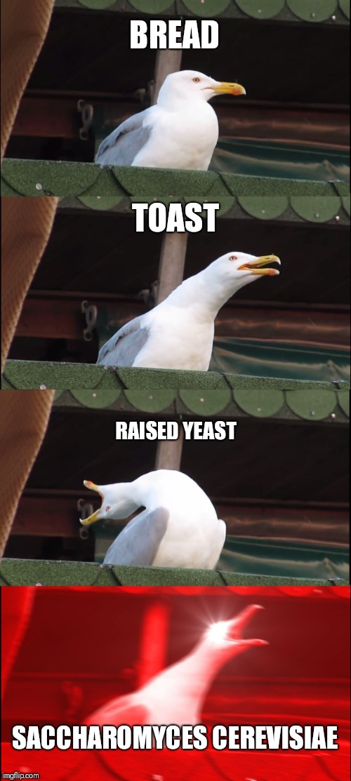 Inhaling Seagull Meme | BREAD; TOAST; RAISED YEAST; SACCHAROMYCES CEREVISIAE | image tagged in memes,inhaling seagull | made w/ Imgflip meme maker