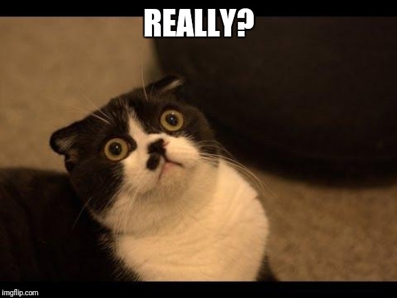 Confused Cats Cake Day | REALLY? | image tagged in confused cats cake day | made w/ Imgflip meme maker